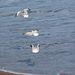 Three Seagulls by leestevo