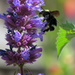 Bumblebee by seattlite