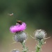 20 July 2015 Thistle attracting insects by lavenderhouse