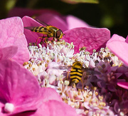 20th Jul 2015 - 20th July 2015    - Hover Flies