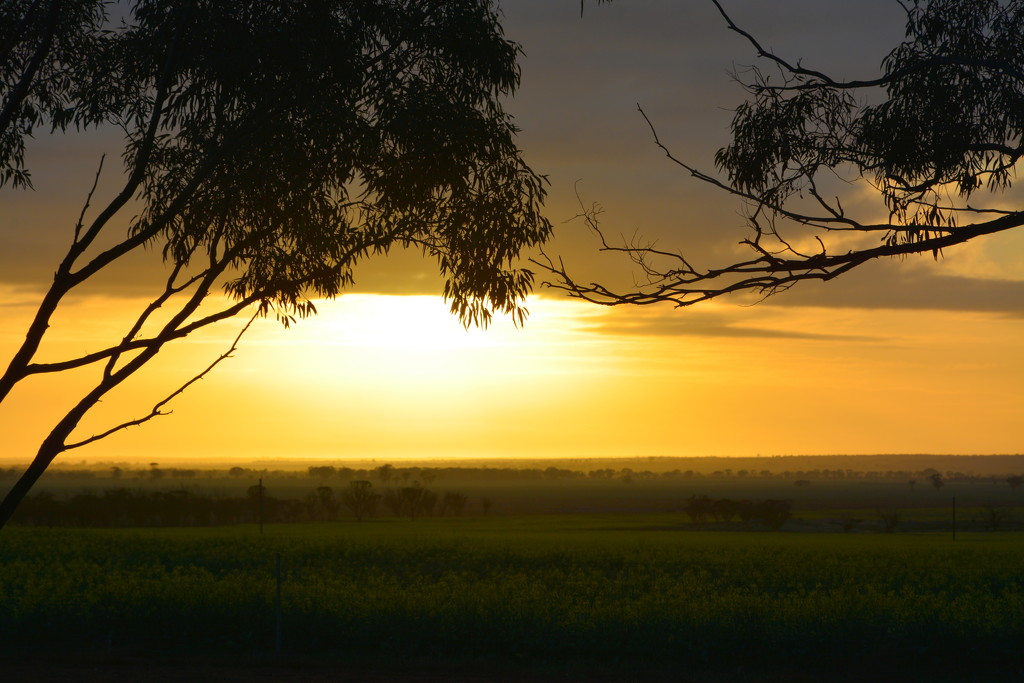 Sunrise over the canola DSC_5403 by merrelyn
