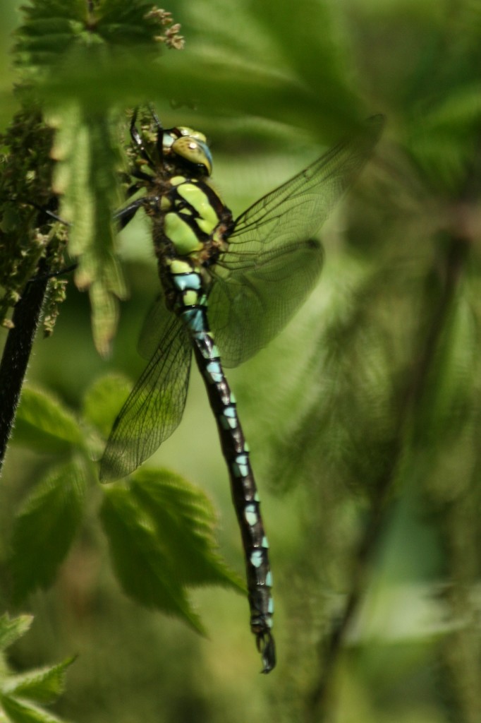 Common Hawker Dragonfly by orchid99