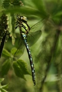 21st Jul 2015 - Common Hawker Dragonfly