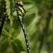 Common Hawker Dragonfly by orchid99