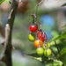 Poison Berry by gardencat