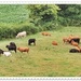 A Bevy of Bovines. by ladymagpie
