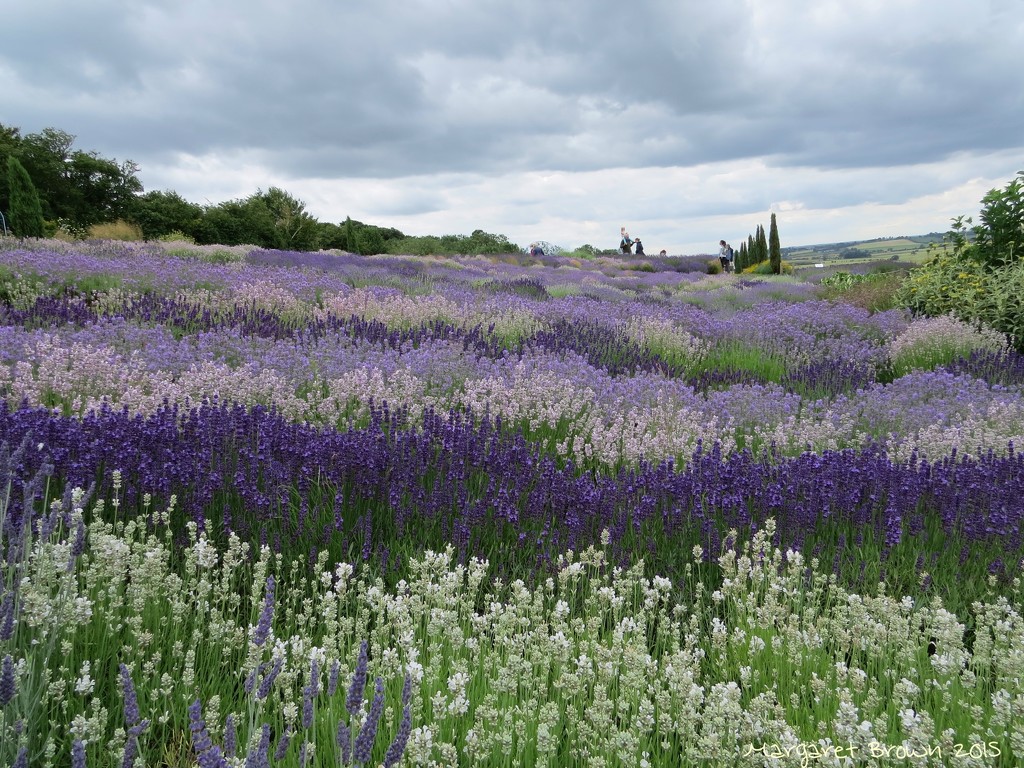 Lavender in the Wolds by craftymeg