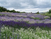 21st Jul 2015 - Lavender in the Wolds