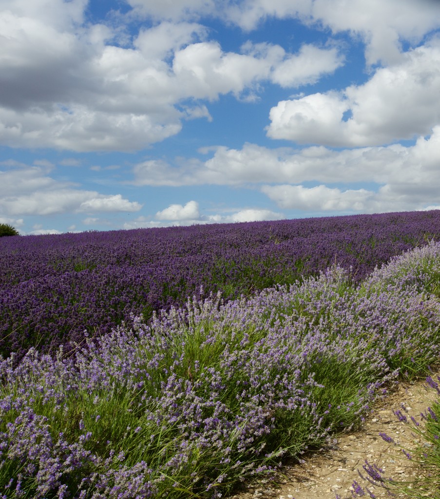 Hitchin Lavender Fields by padlock