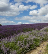 21st Jul 2015 - Hitchin Lavender Fields