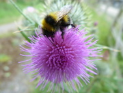 21st Jul 2015 - Another busy bee