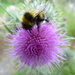Another busy bee by shirleybankfarm