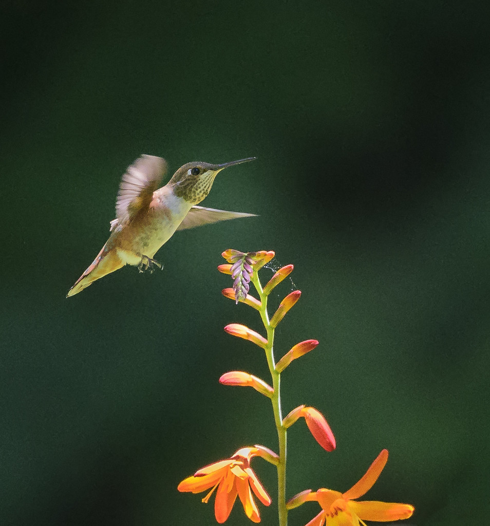 Hummer and Crocosmia  by jgpittenger