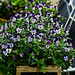 Viola tricolor  by elisasaeter