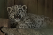 21st Jul 2015 - Snow Leopard Cub