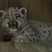 Snow Leopard Cub by leonbuys83