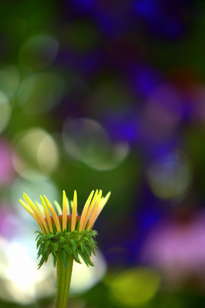 Crown and Bokeh by jayberg