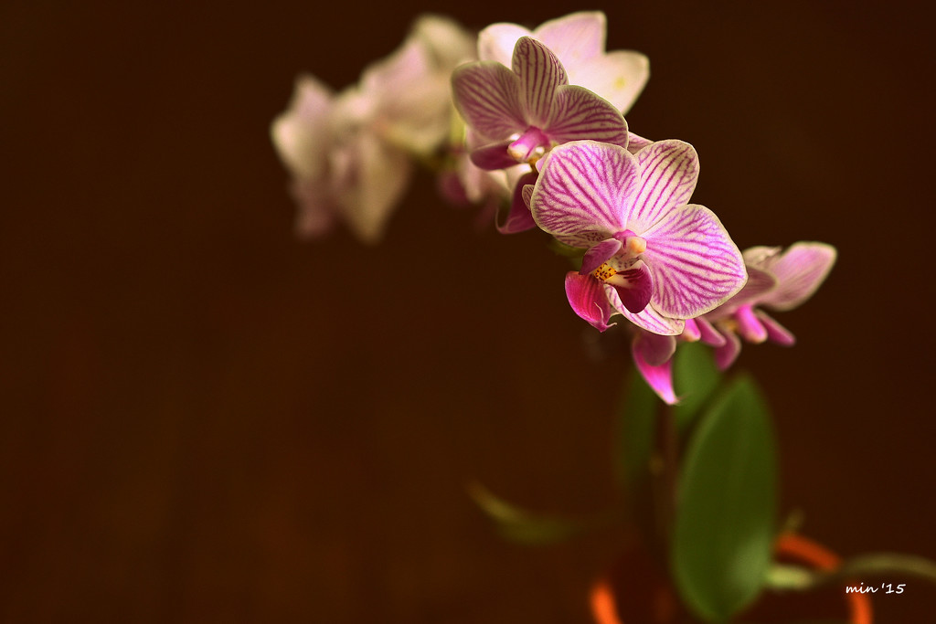 Mini Orchid by mhei