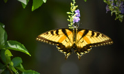 21st Jul 2015 - Hanging Butterfly
