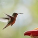 Hummingbird (Again) by lynne5477