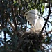 Young Egret On His Nest by markandlinda