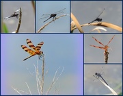 22nd Jul 2015 - Dragonflies at the pond