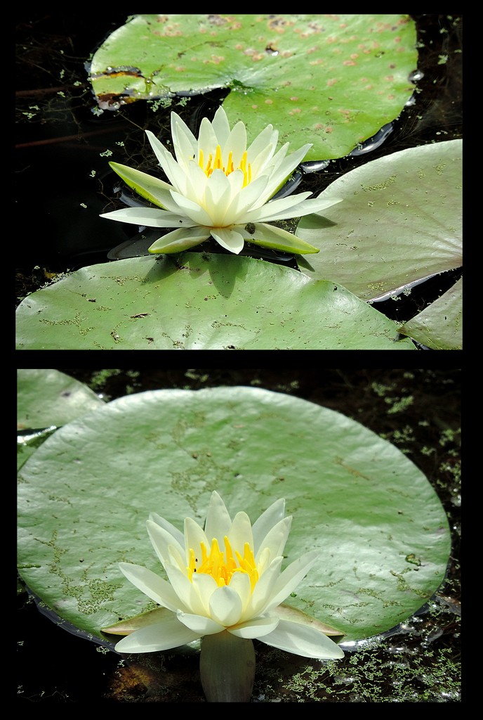 Two water lilies! by homeschoolmom