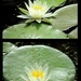 Two water lilies! by homeschoolmom