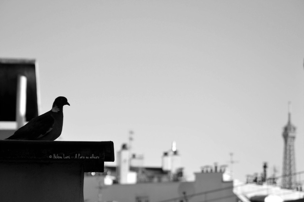 the pigeon with a view by parisouailleurs