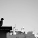 the pigeon with a view by parisouailleurs