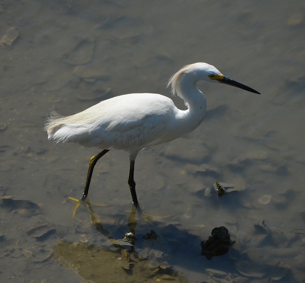 Egret by congaree