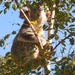 chin up by koalagardens