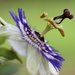 Passion Flower on 365 Project