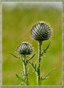 22nd Jul 2015 - Thistle Buds
