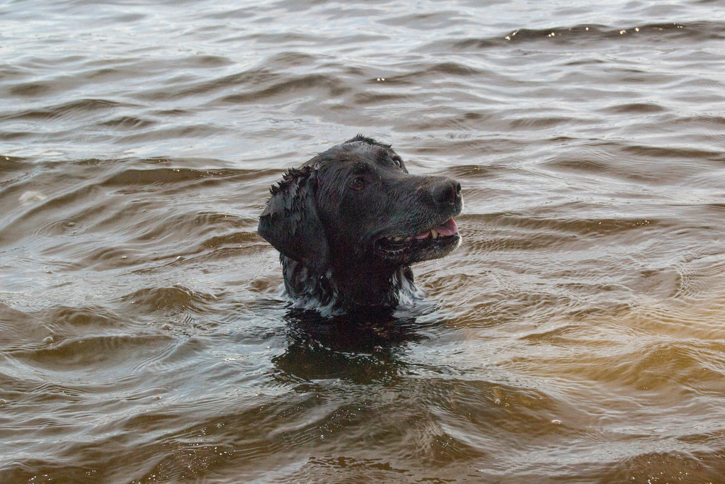 Floating dog head! by meemakelley