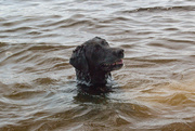 17th Jul 2015 - Floating dog head!