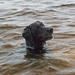 Floating dog head! by meemakelley