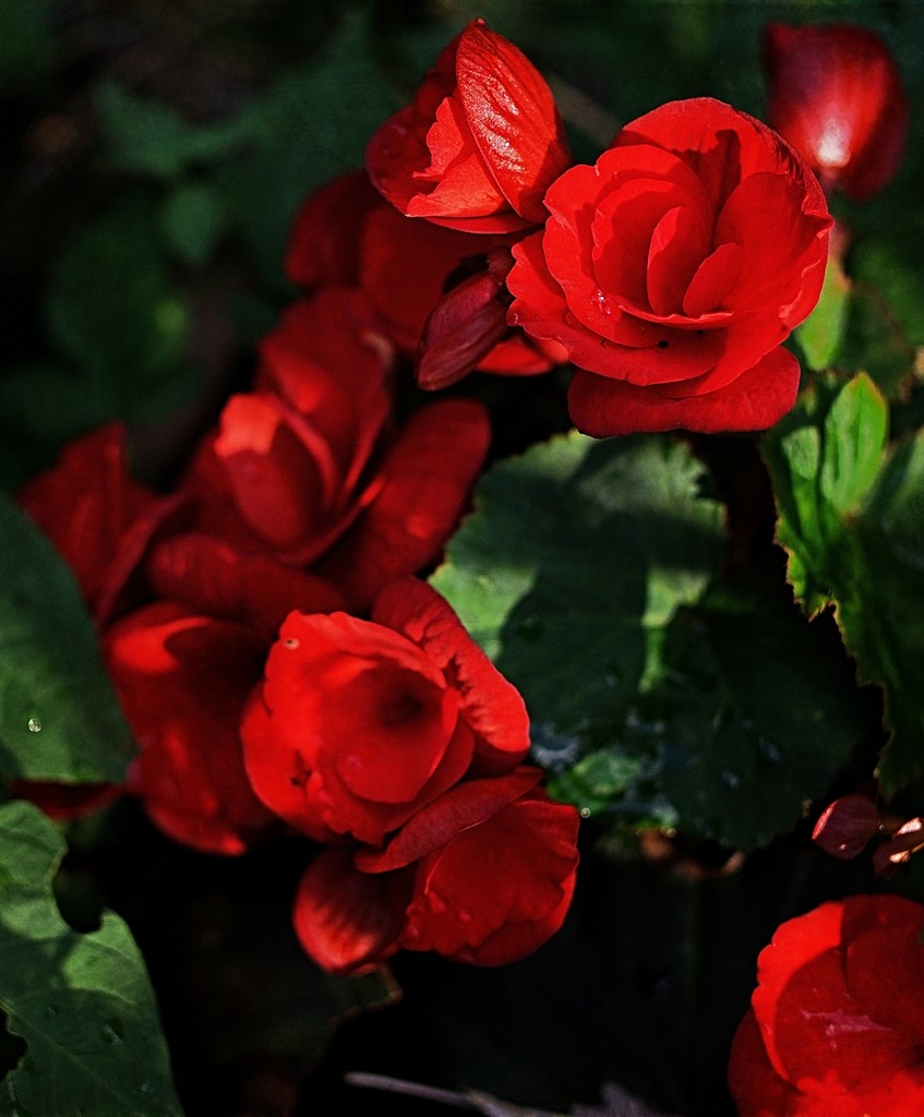 Red Begonia by gardencat