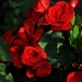 Red Begonia by gardencat