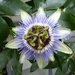  Passion Flower by susiemc