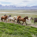 Horses in Iceland by gosia
