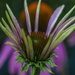 Echinacea Flower by tonygig
