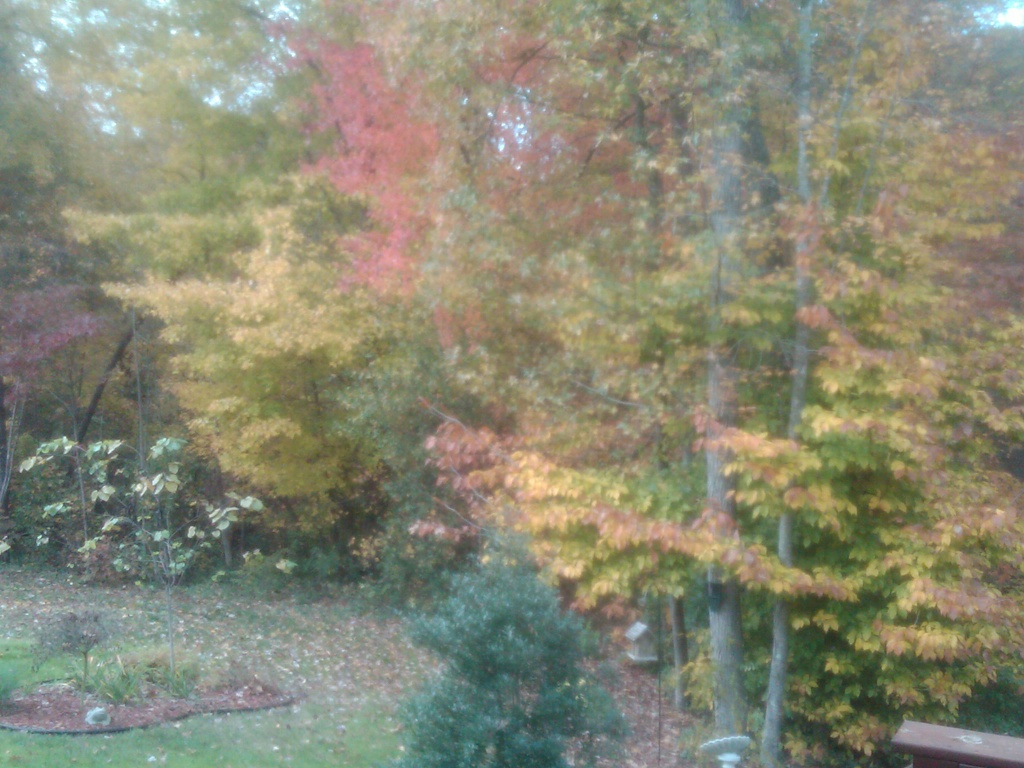 Backyard Fall Day by graceratliff