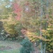 Backyard Fall Day by graceratliff
