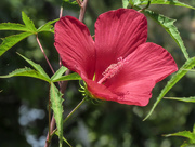 22nd Jul 2015 - The Lone Hibiscus