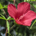 The Lone Hibiscus by milaniet