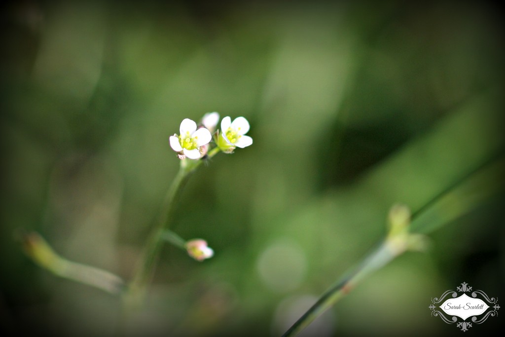 Tiny white flower  by sarahlh