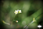 22nd Jul 2015 - Tiny white flower 