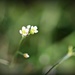 Tiny white flower  by sarahlh