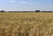 22nd Jul 2015 - Hordeum vulgare (Barley)